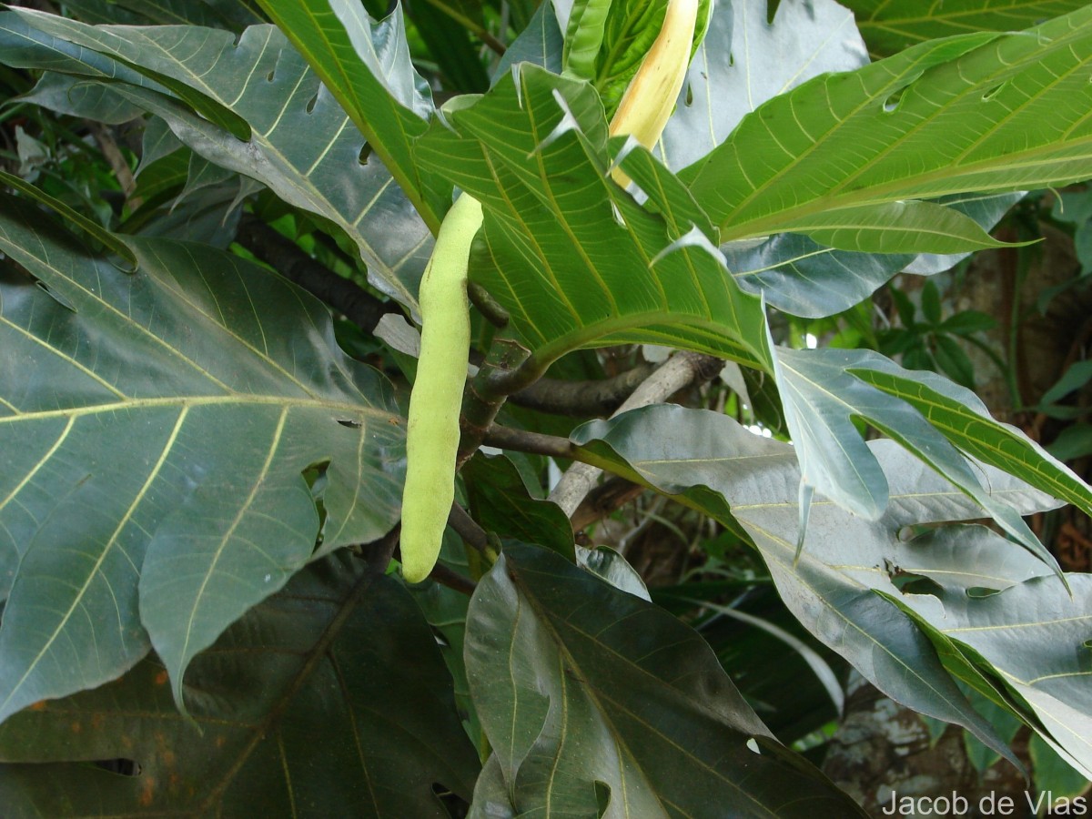 Artocarpus altilis (Parkinson) Fosberg